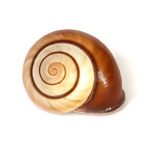 Snail Shells