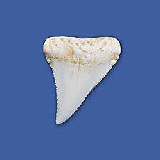 Shark Teeth